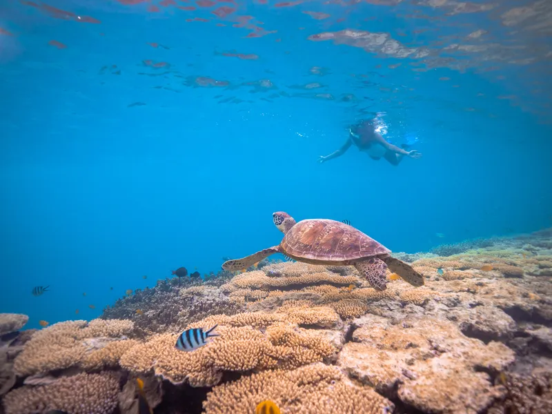 Snorkel in the Kaleidoscopic Reefs