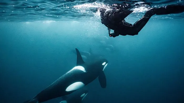 Orca Swimming