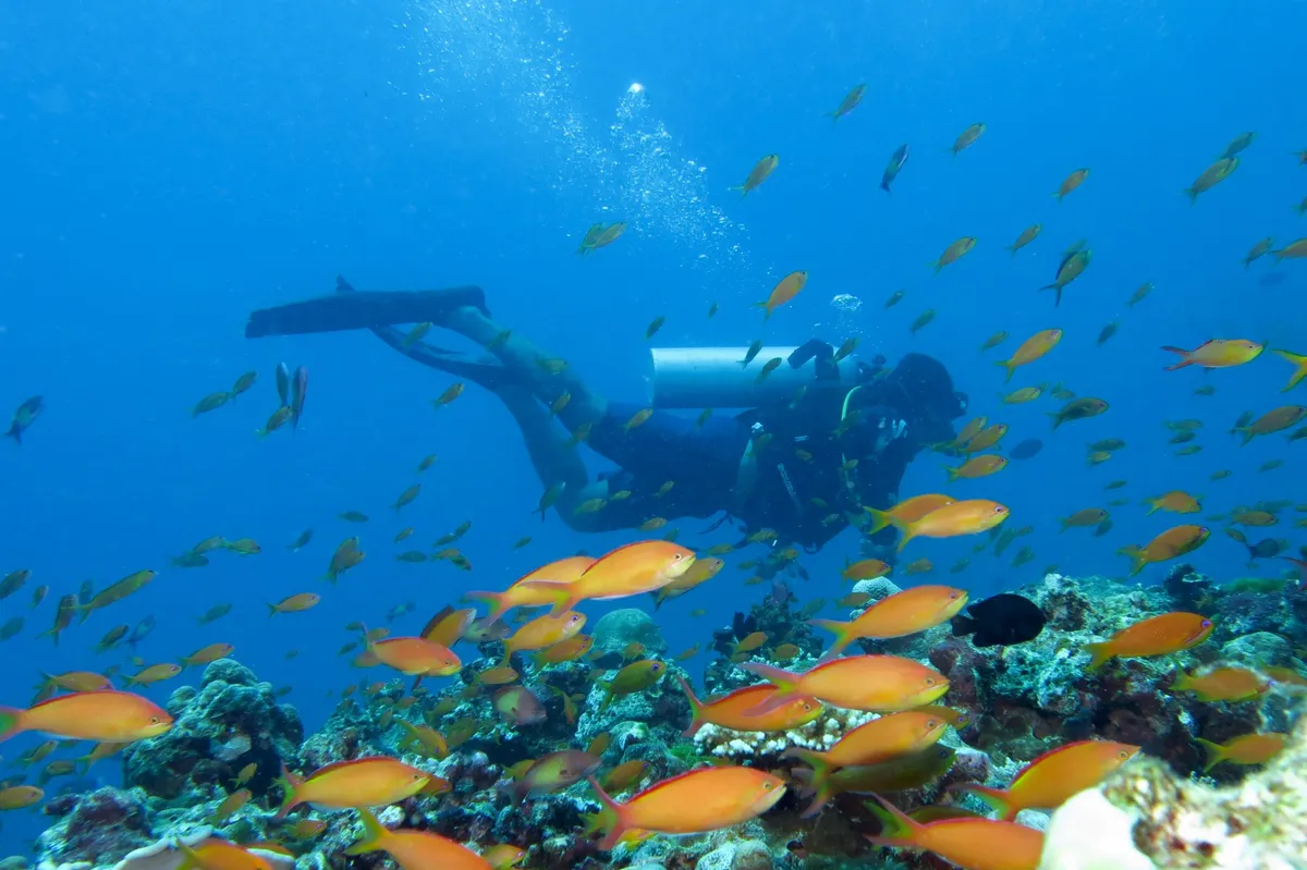 Day 3, Maaya Thila Diving