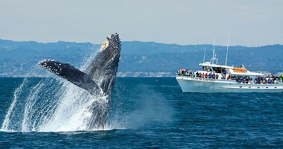 Whale Watching
