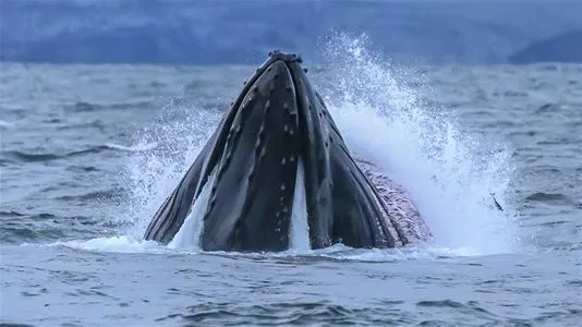 Andøya Space & Whale Safari