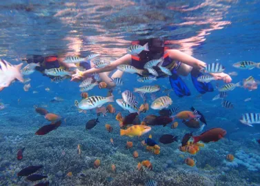 Duck Island Snorkelling