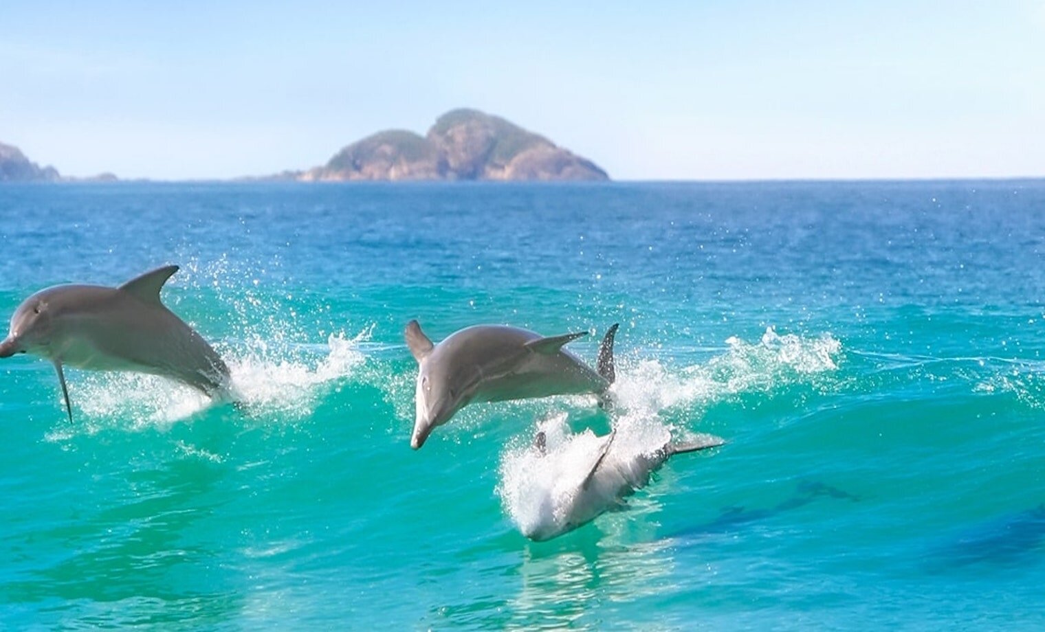 Dolphin & Whale Watching