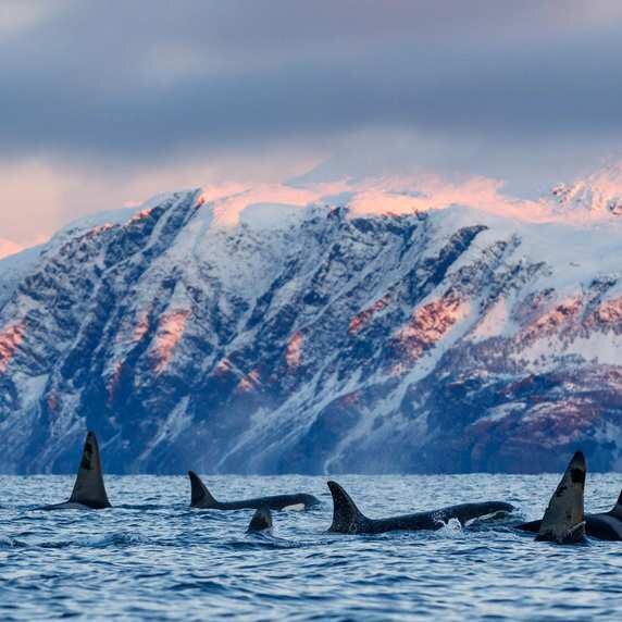 Into the Lofoten Islands & Culinary Discovery - 3