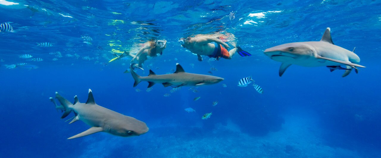 Vanua Levu Shark Dive Expedition - 2