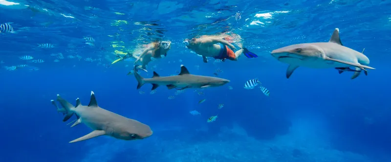 Vanua Levu Shark Dive Expedition