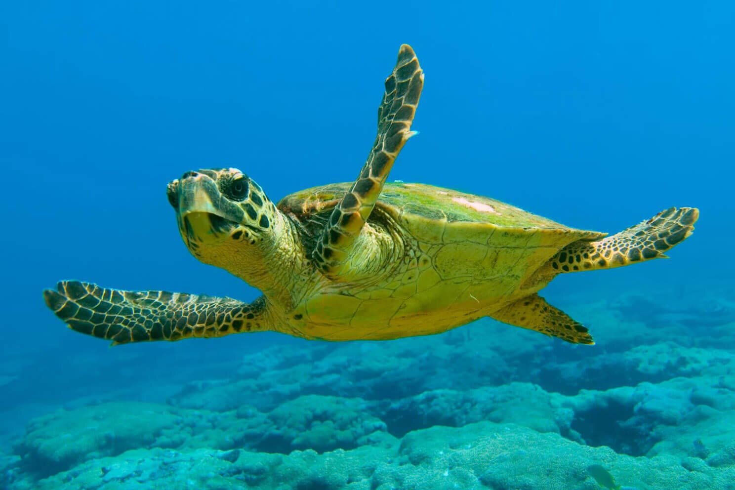 Marathonísi Turtles
