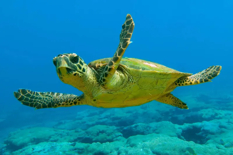 Marathonísi Turtles