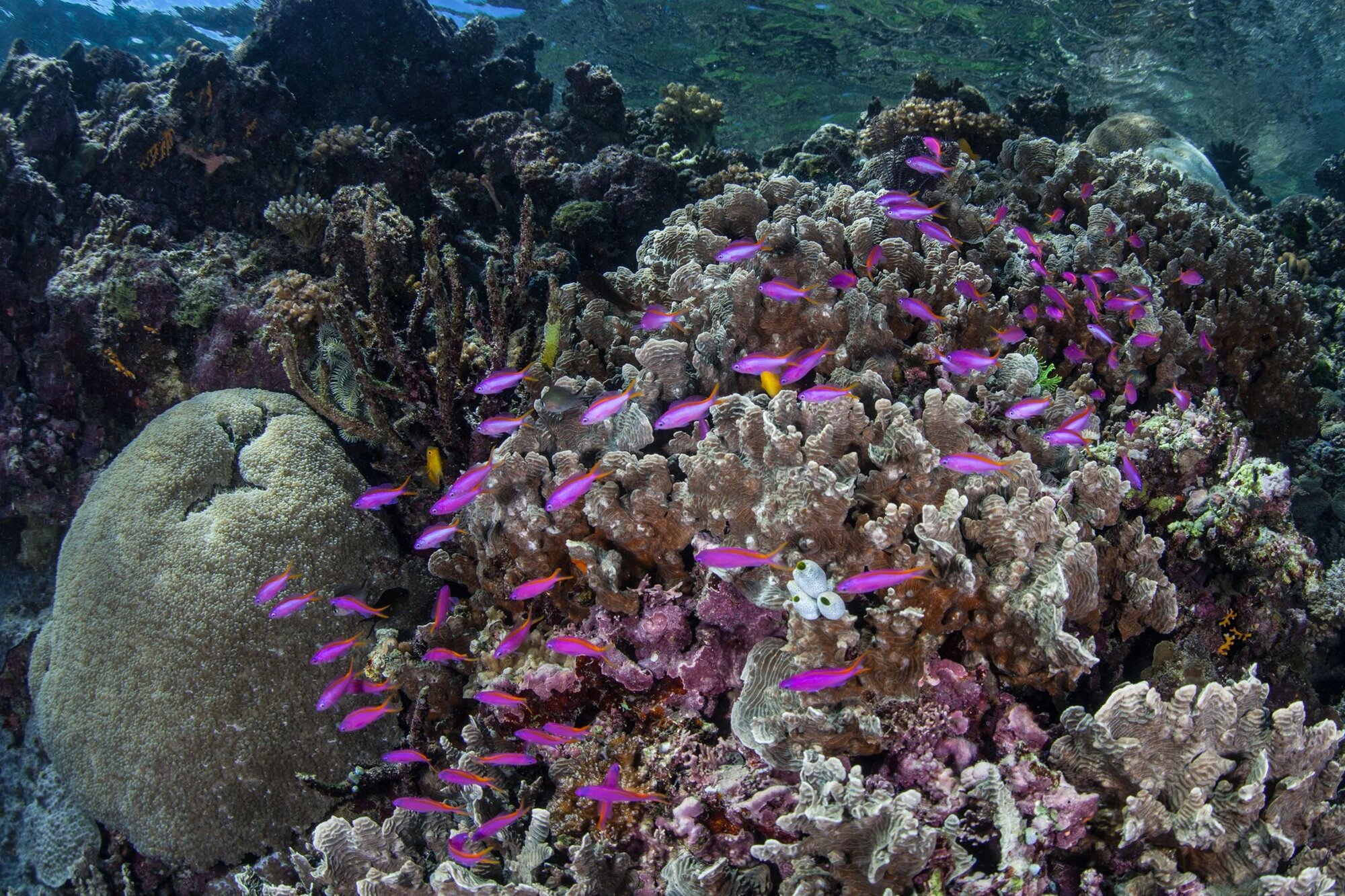 Uepi Island | Edge of Marovo Lagoon - 1