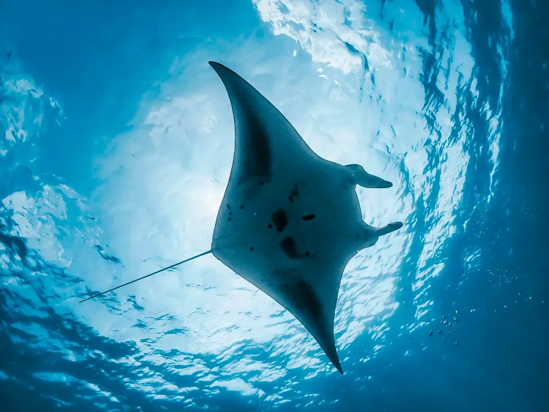 Dive with Manta Rays & Reef Sharks