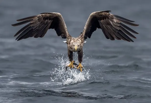 Kautokeino Heli Visit & Sea-Eagle Kayaking
