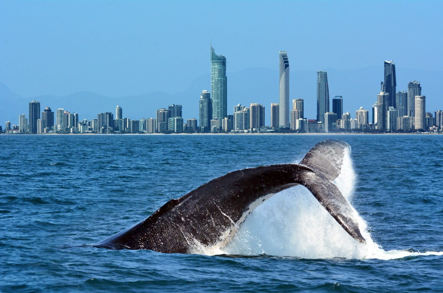 Deep Sea Fishing or Whale Watching & Departure