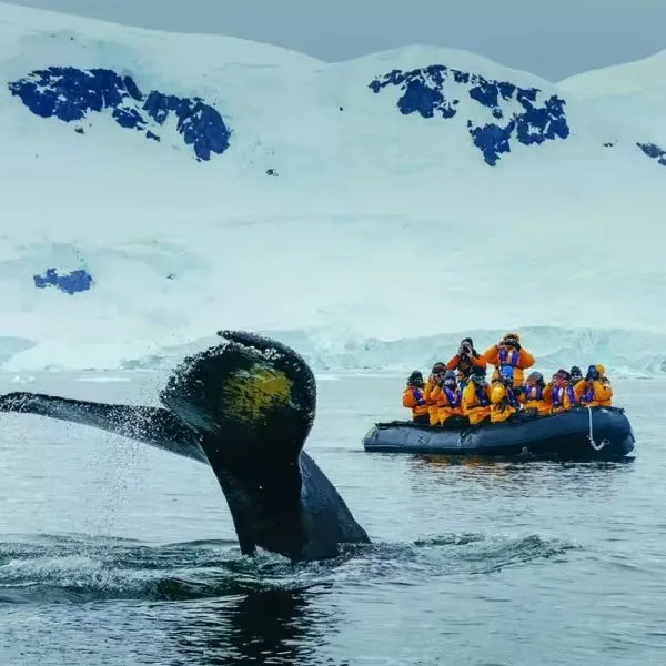 Zodiac Expeditions