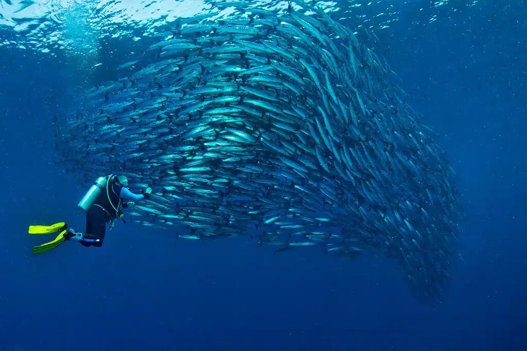 Day 6, Mborokua (Mary Island) | World-Class Diving