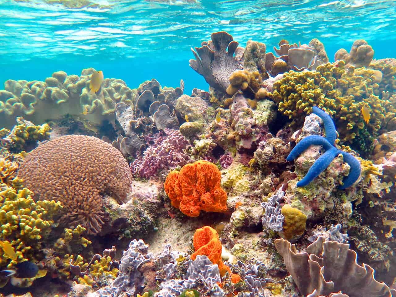 Snorkel pristine reefs