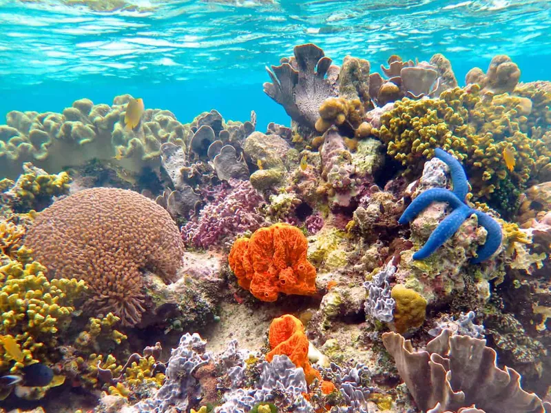 Snorkel pristine reefs