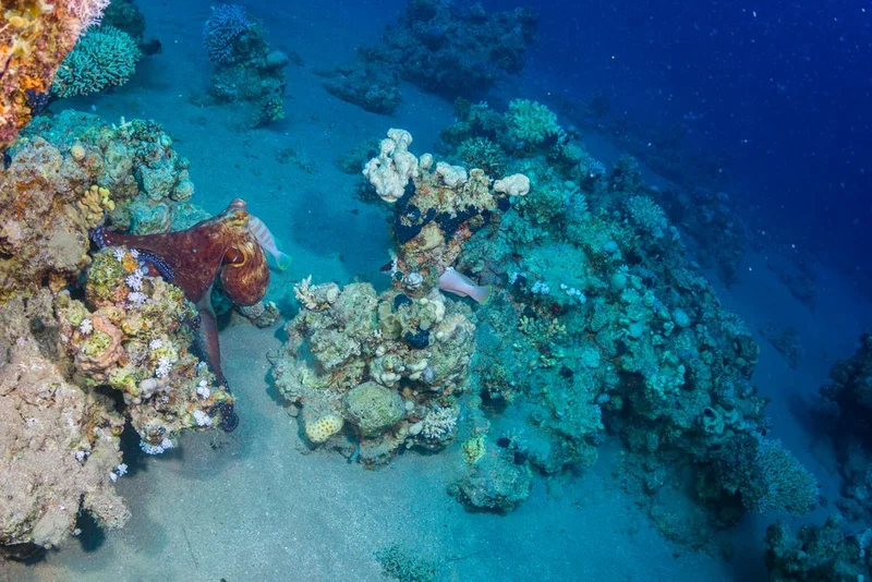 Gubal Island Expedition - Day 2