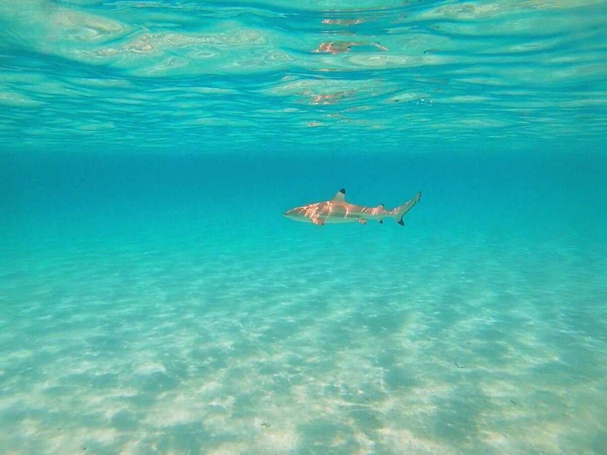 Avea Bay Marine Life
