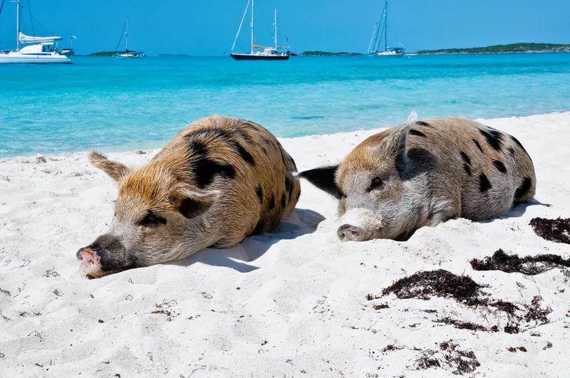 Big Major Cay & Compass Cay