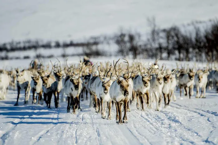 Sámi Cultural Experience