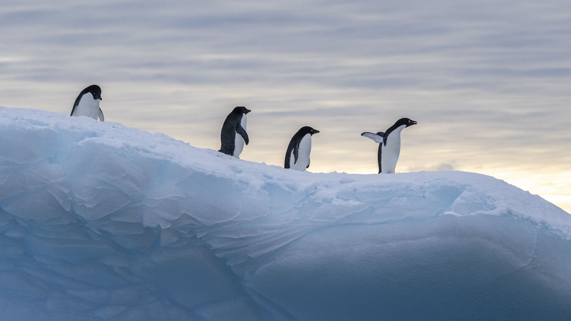 Antarctica yacht expeditions