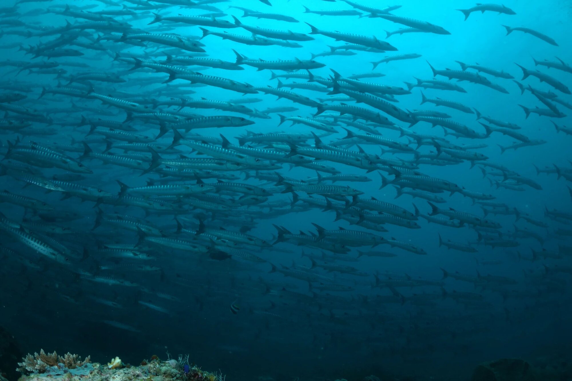 Solomon Islands Ultimate Adventure - 2