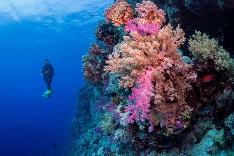 Remote Northern Reefs - Day 9