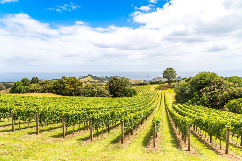 Wine Tasting on Waiheke Island