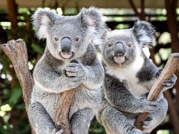 Lone Pine Koala Sanctuary