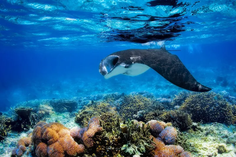 Snorkel vibrant coral reefs and swim with manta rays