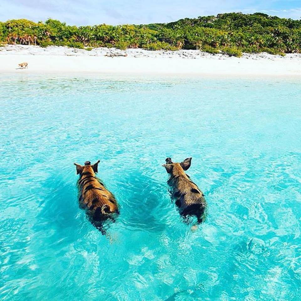 Swim with pigs (Big Major Cay)