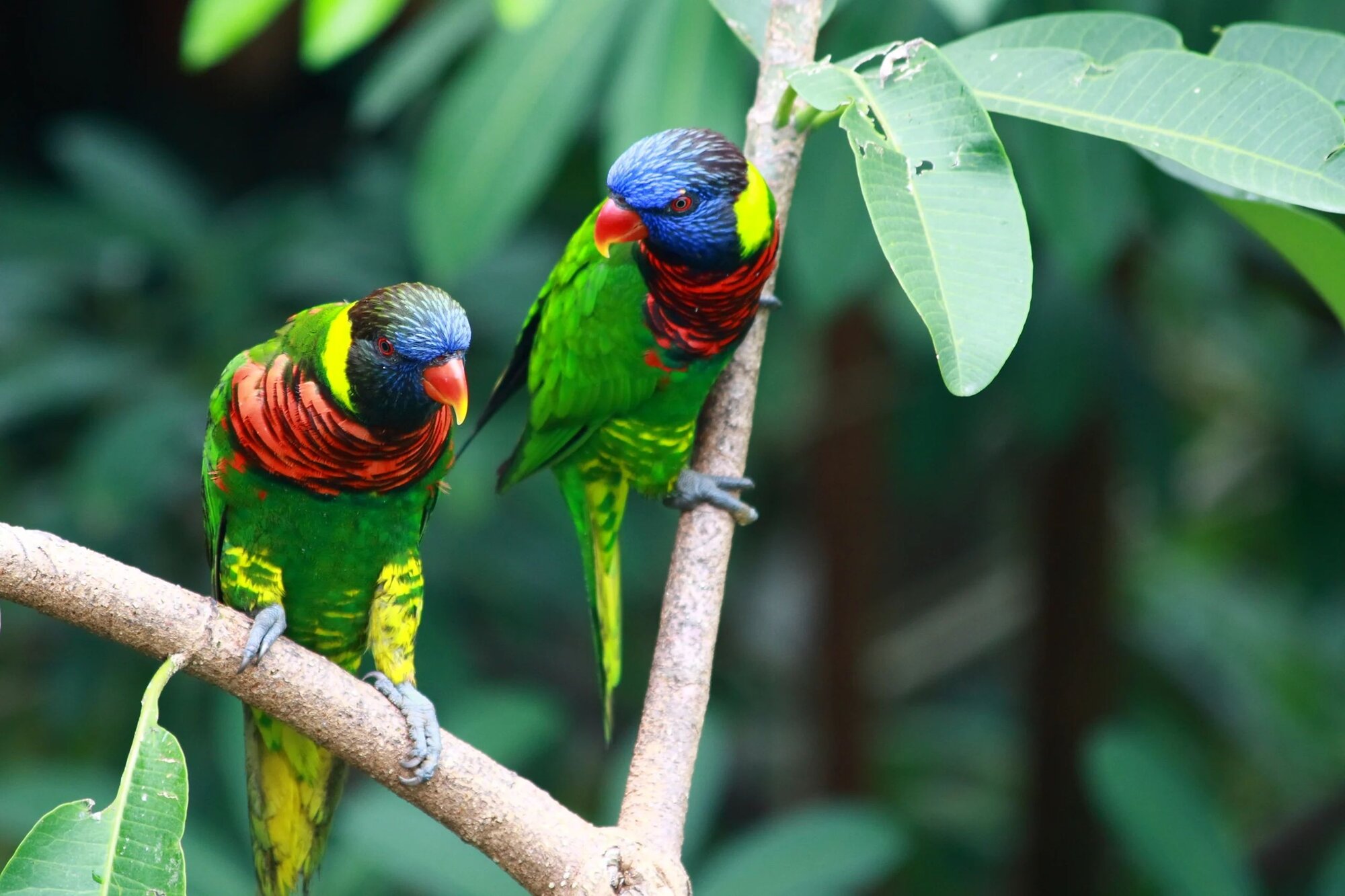 Tetepare Island | Nature Immersion - 1