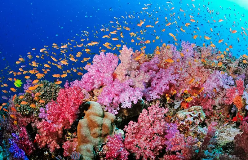 Advanced Scuba Diving Program