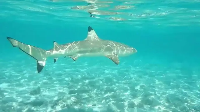 Shark & Ray Safari
