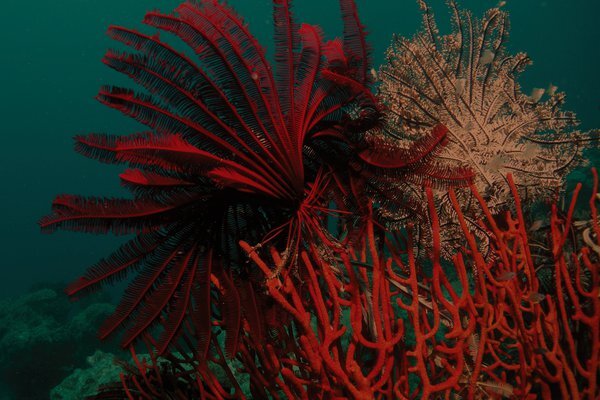 Lizard Island Research Station