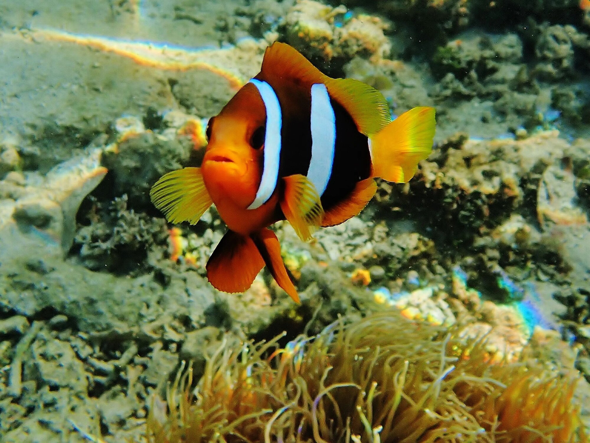 Nggela Islands (Florida) | Exploration Day 2 - 1