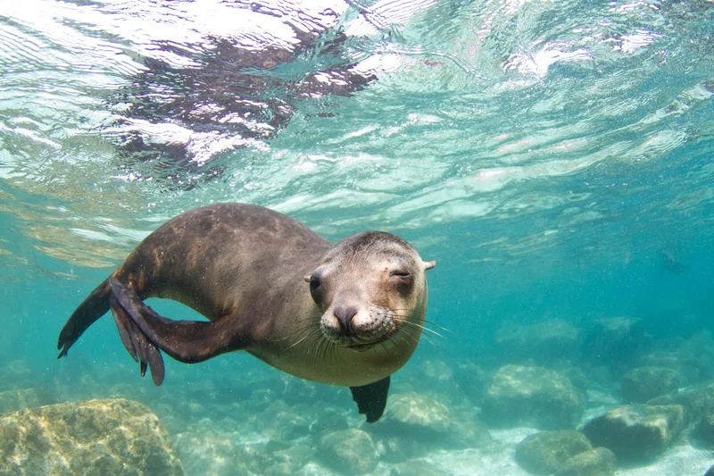 Snorkel with Sea Lions