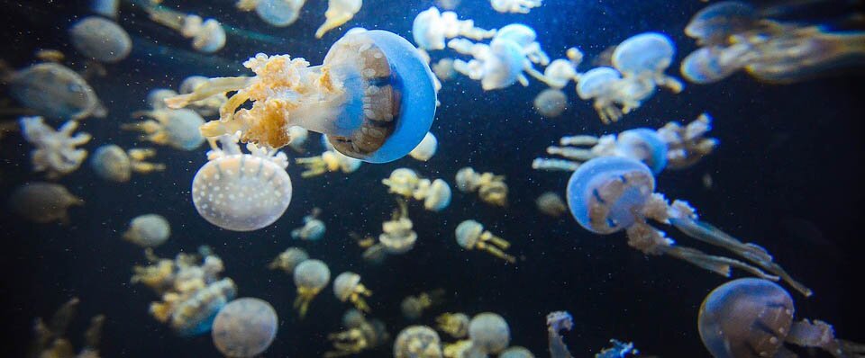Lenmakana Jellyfish Lake