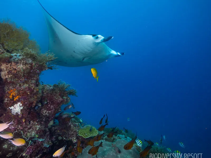 Manta Sandy
