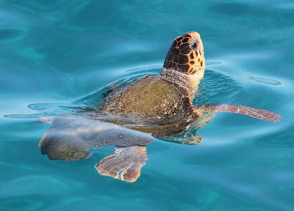 Marine Wildlife Encounters