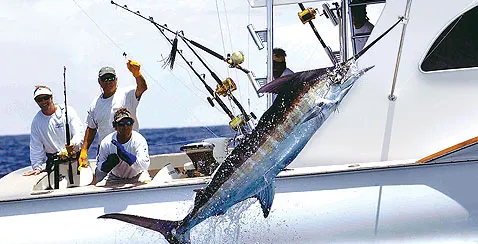 Bimini Big Game Grounds