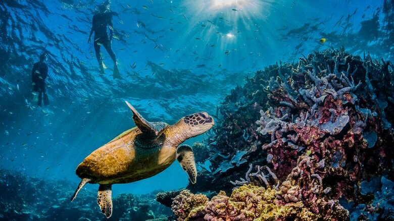 Anegada Reef Snorkeling