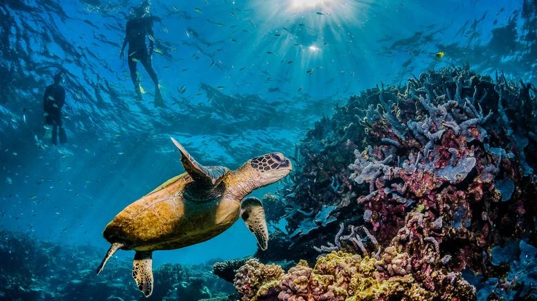 Anegada Reef Snorkeling