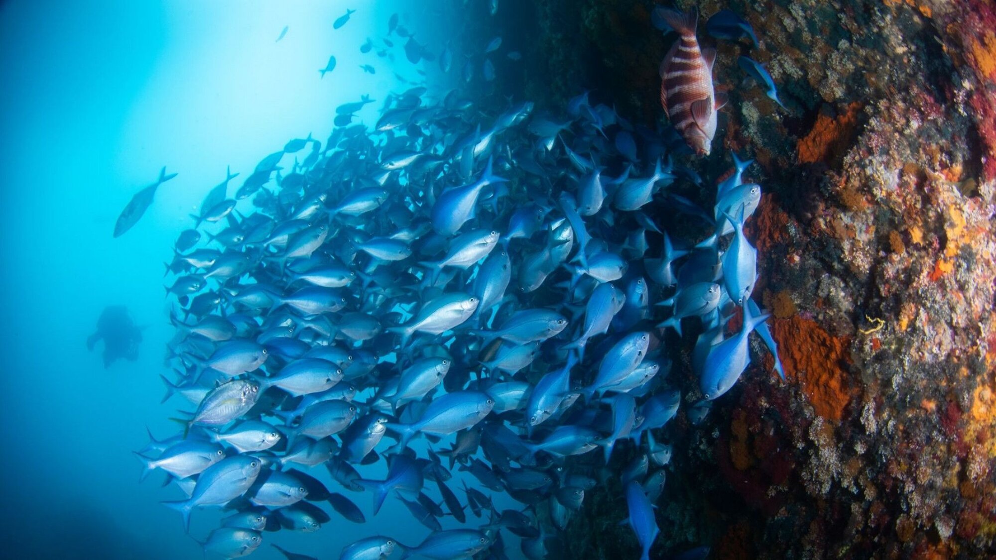 Poor Knights Islands Marine Reserve