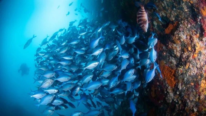 Poor Knights Islands Marine Reserve