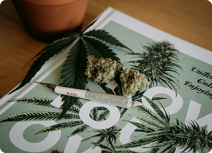  Cannabis und Epilepsie: Wie Cannabidiol (CBD) neue Wege eröffnet