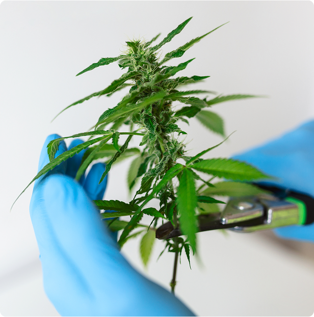 Wie finde ich einen Arzt für ein Cannabis‑Rezept?