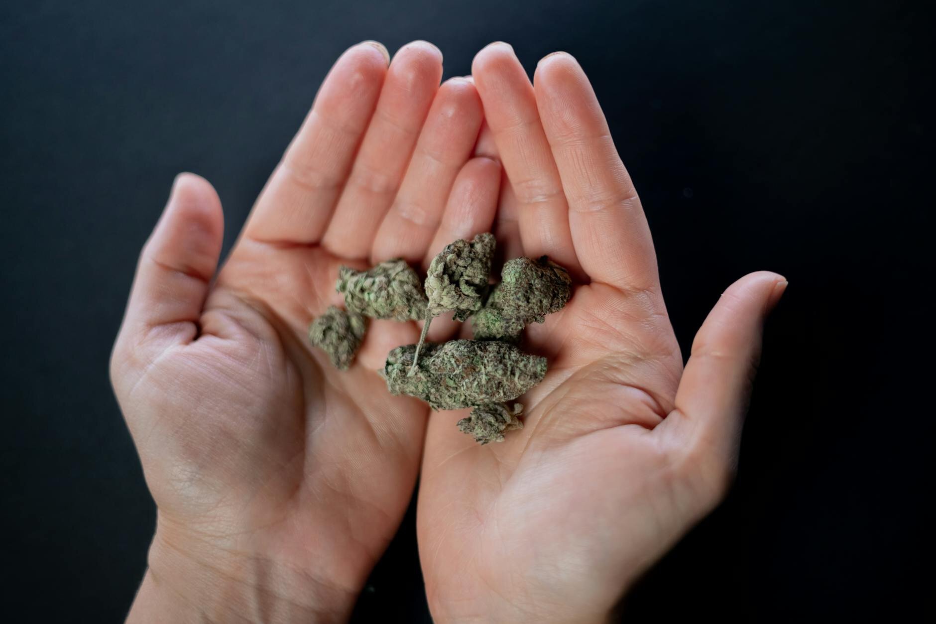 Wie viele cannabis sorten gibt es?