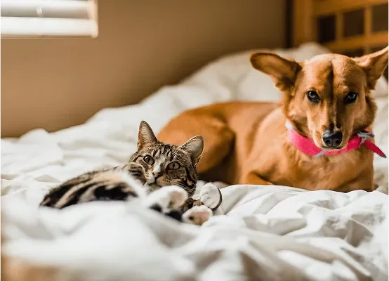A dog and cat relaxing together on a bed, symbolizing compassion and care for companion animals.