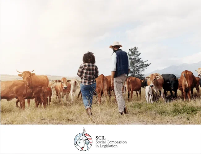 Two people walking through a herd of cattle in a pasture, representing animal welfare and responsible livestock care.